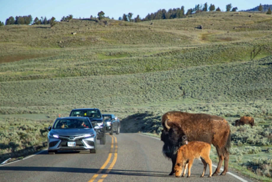 Bison Jam - Hundreds of bisons slowly walk on the roads causing jams.  Mother and Calf